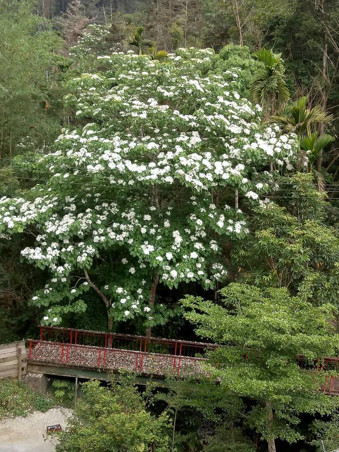 Dingdai Cherry Blossoms Resort Nantou Zewnętrze zdjęcie